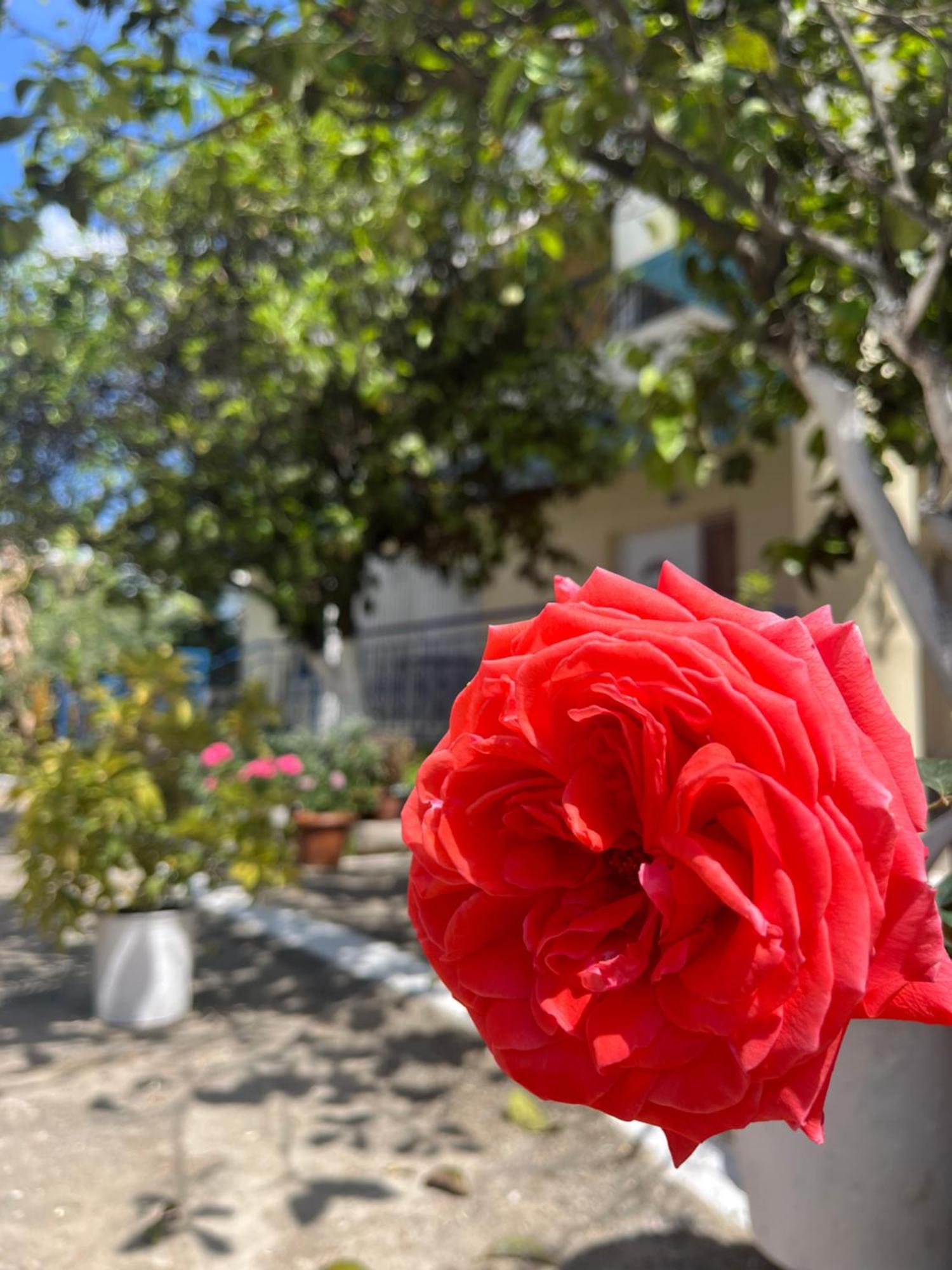הימארה Hotel Portokali מראה חיצוני תמונה